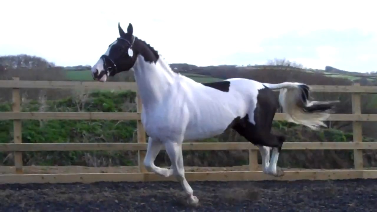 Teun - Coloured Stallion