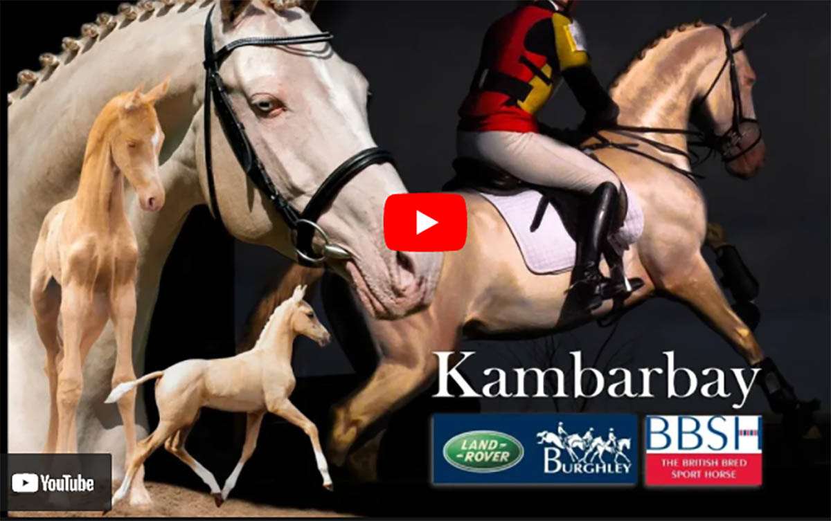 The Features Of An Akhal-Teke Will Take Your Breath Away