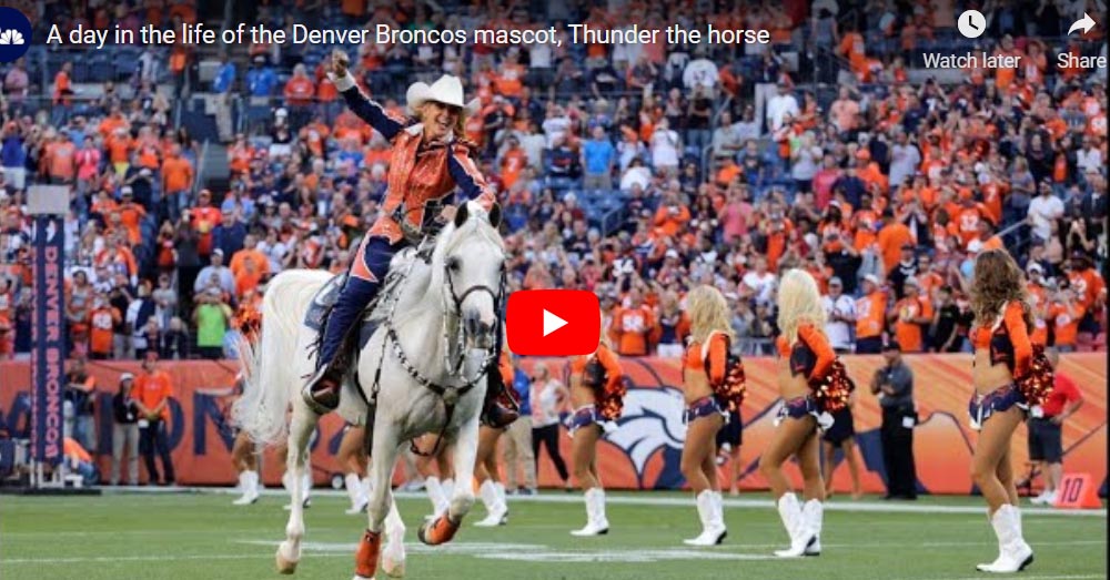 Meet Thunder - The Horse That Attended The Super Bowl