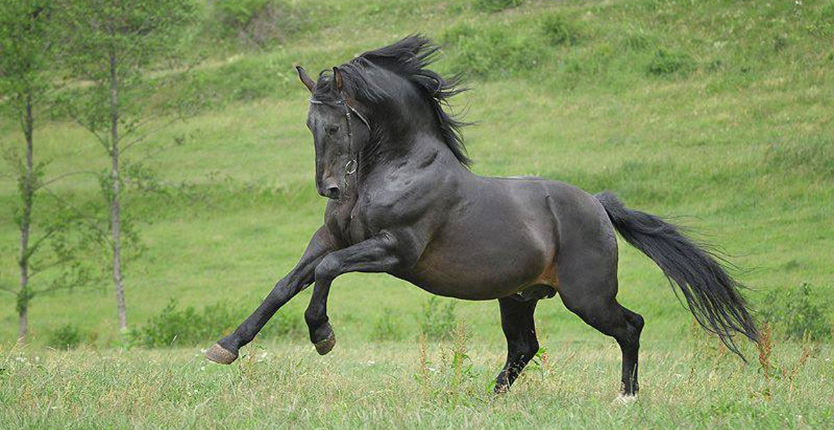 The Silesian horse