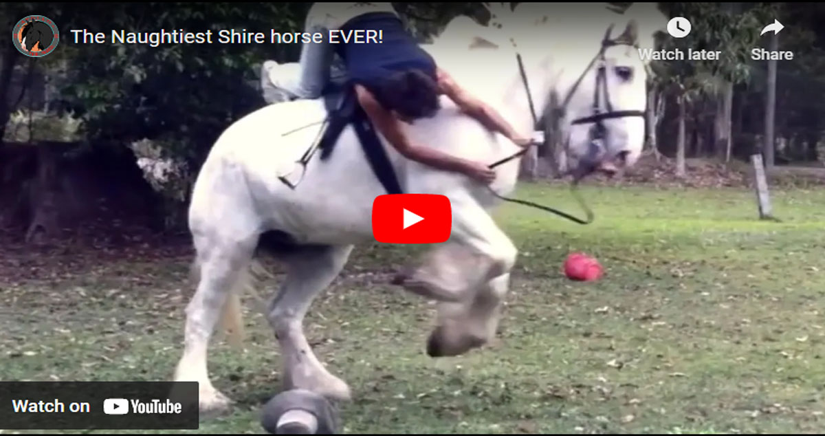 The Naughtiest Shire horse EVER