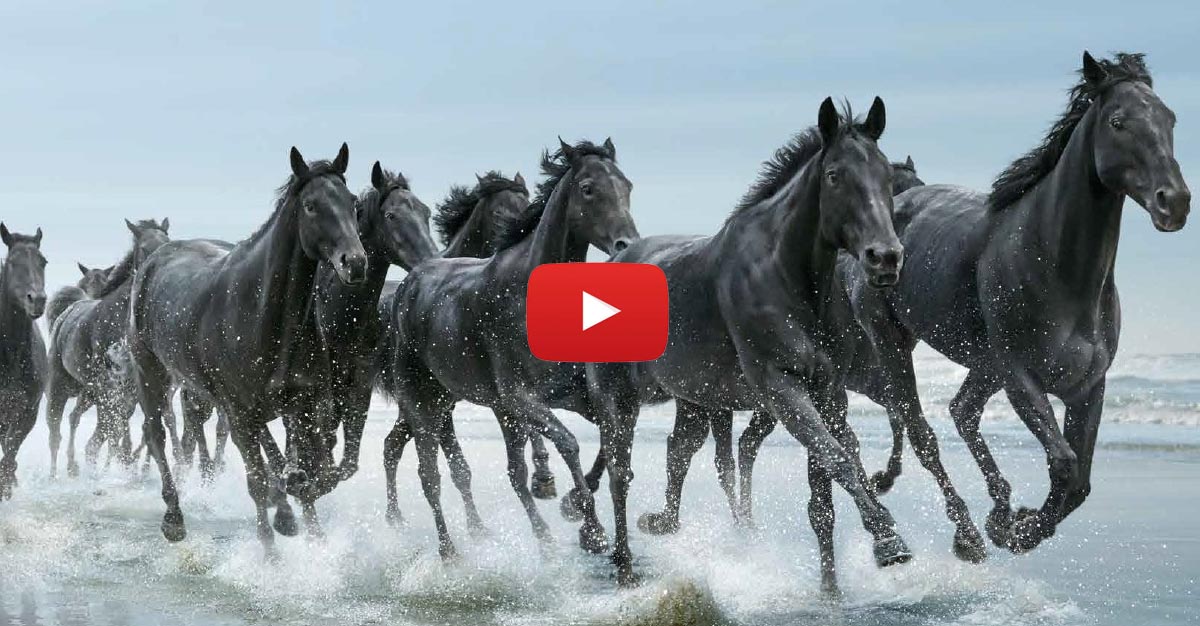 The Running of the Horses (Lloyds Bank Commercial)