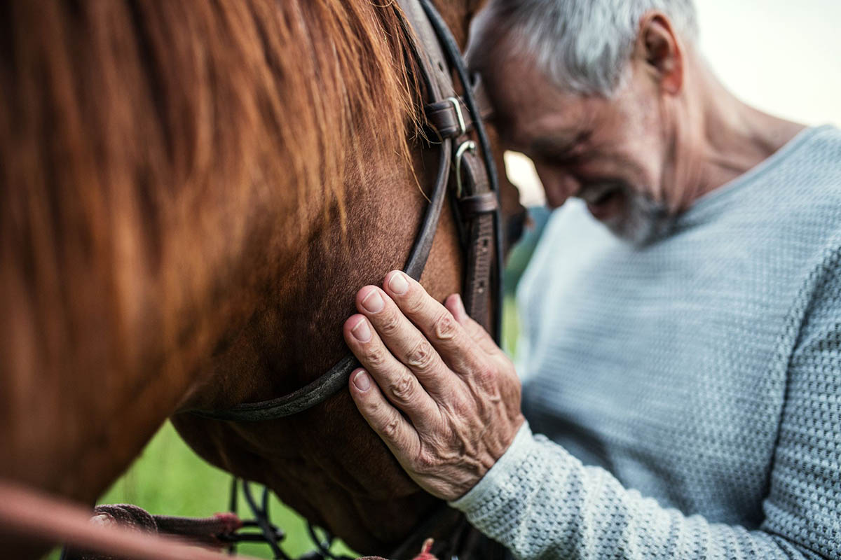 Therapy Horses Can Make Huge Impact On People With PTSD