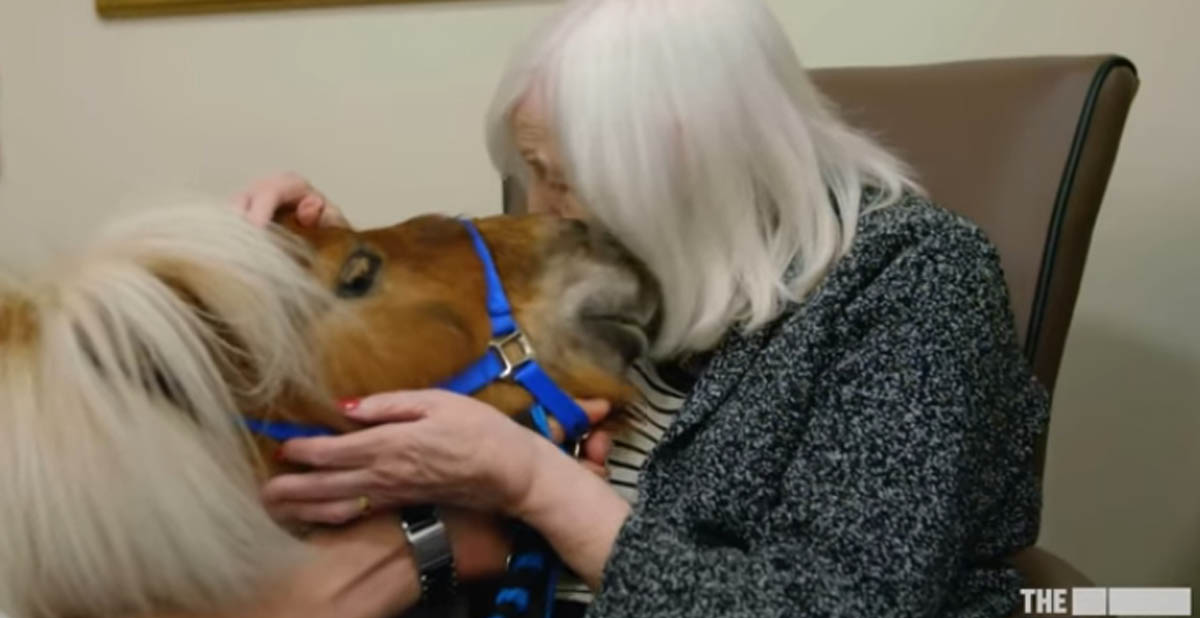 Therapy Ponies are Bringing Joy to Care Home Residents