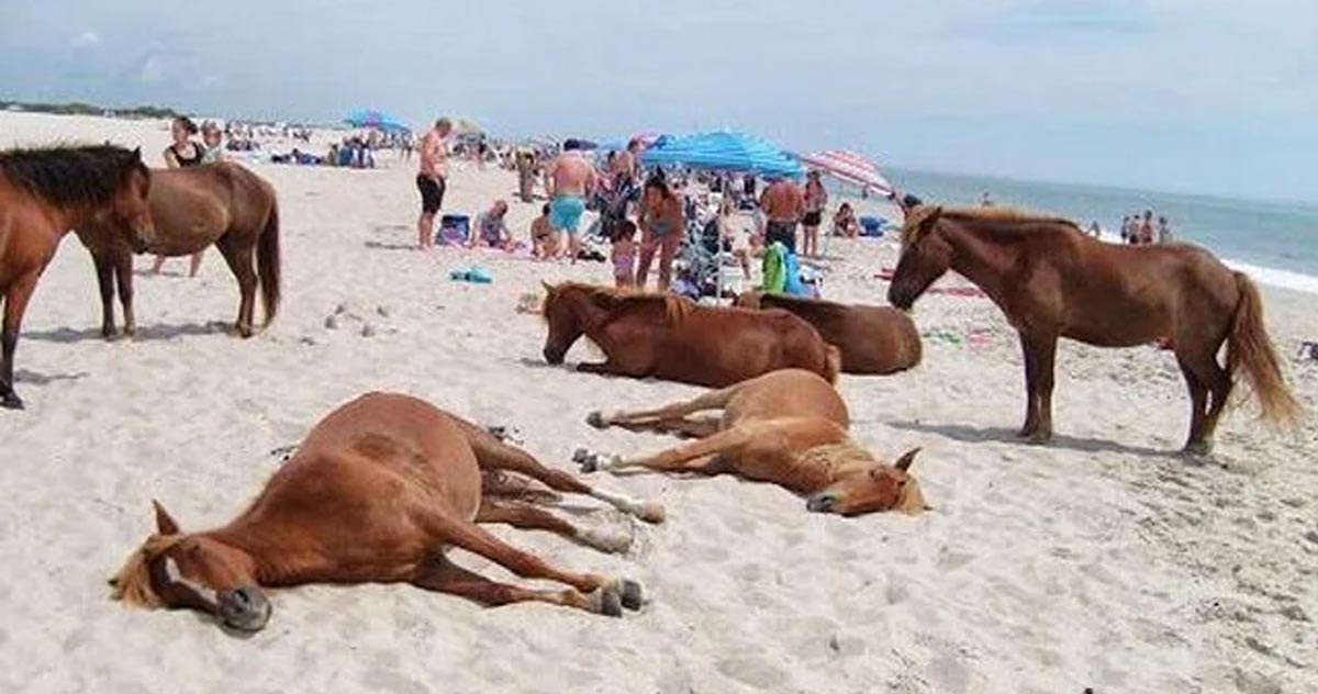 This beach is paradise for horse lovers