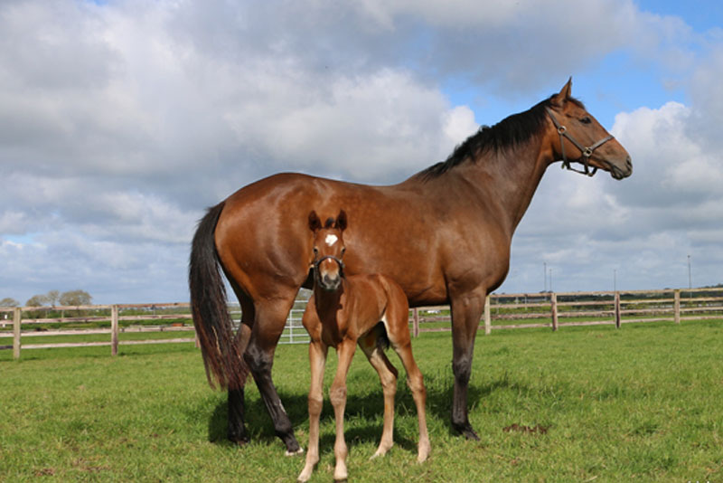 Thoroughbred Foals For Sale