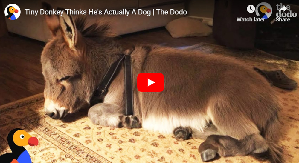 Tiny Donkey Actually Thinks He Is a Dog