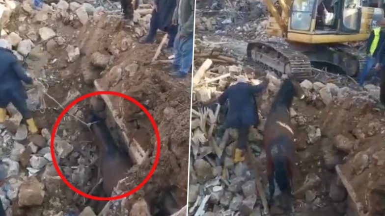 Incredible Moment Horse Rescued ALIVE After 21 Days Under Turkey Earthquake Rubble