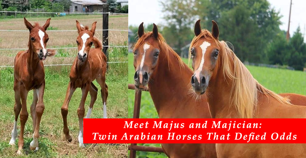 The Twin Arabian Foals Who Defied The Odds