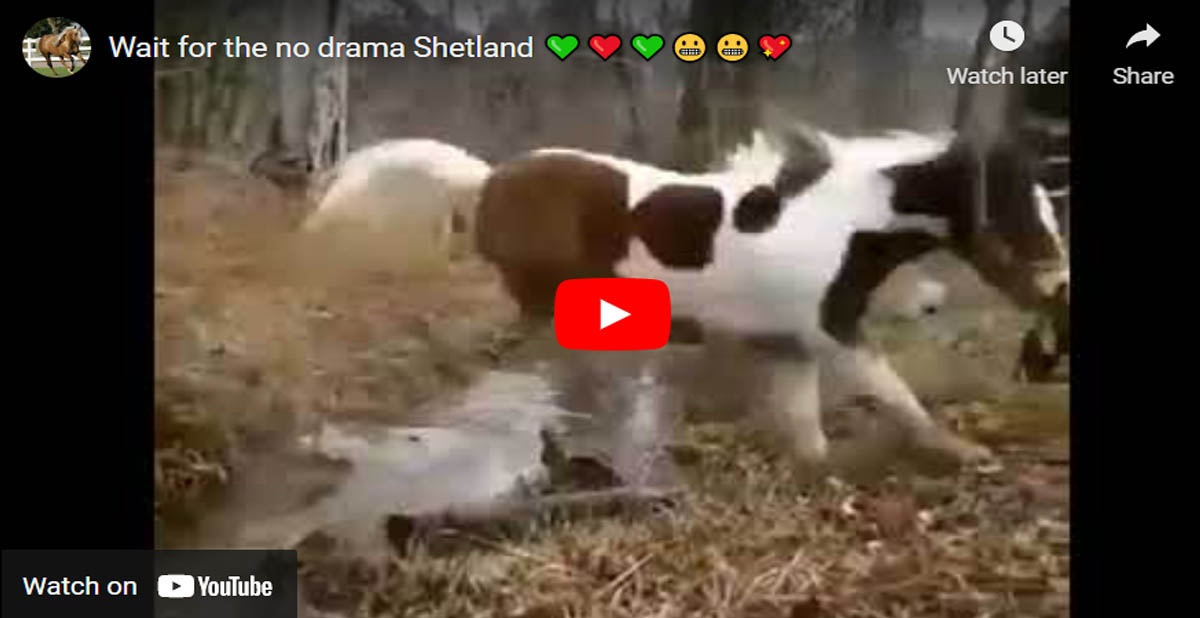 Wait for the no drama Shetland