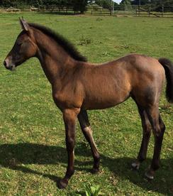 Foals For Sale