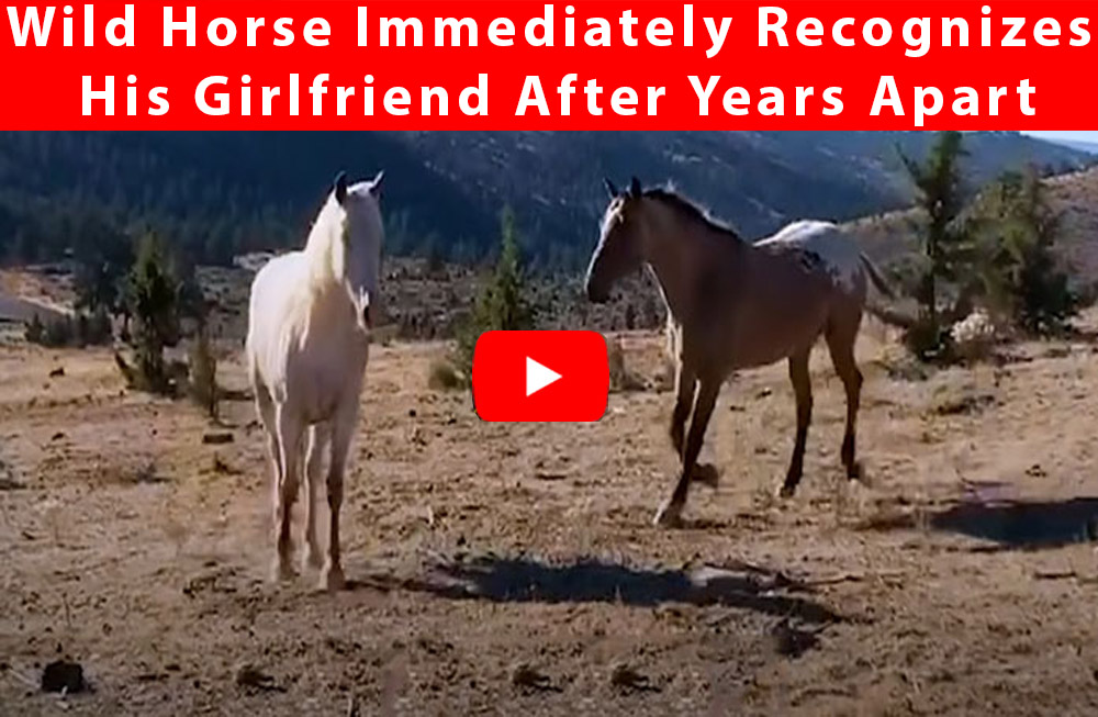 Wild Horse Immediately Recognizes His Girlfriend After Years Apart