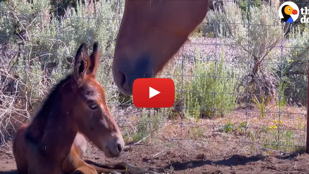 Rescued wild horse turns out to be pregnant - but the real surprise happened when her baby was born