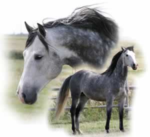 Willow II - Andaludian Stallion