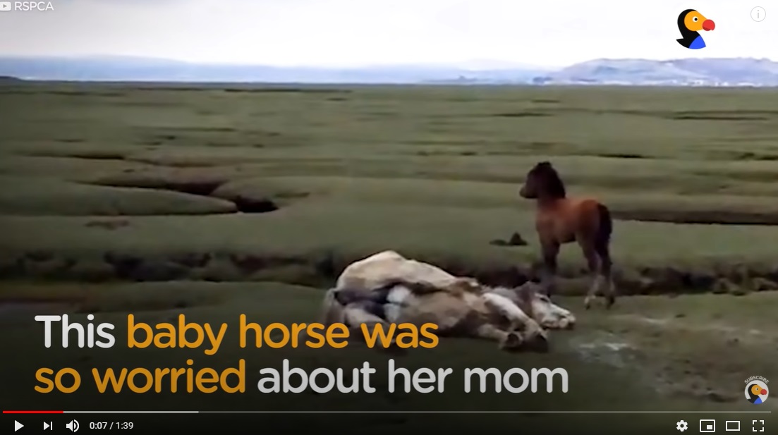 Concerned foal refuses to leave her Injured mama`s side