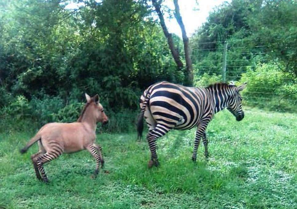 Zonkey. Zebra and Donkey Crossbred style=