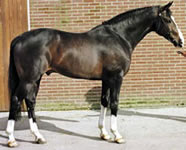 Zuidhorn - Stallion