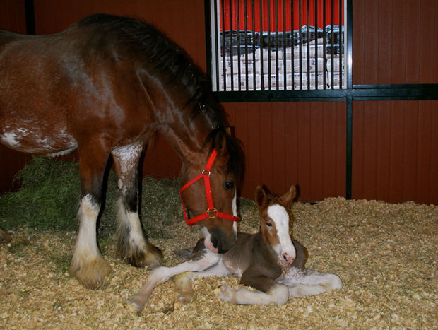 Budweiser Clydesdale Welcomes A New Member To The Team