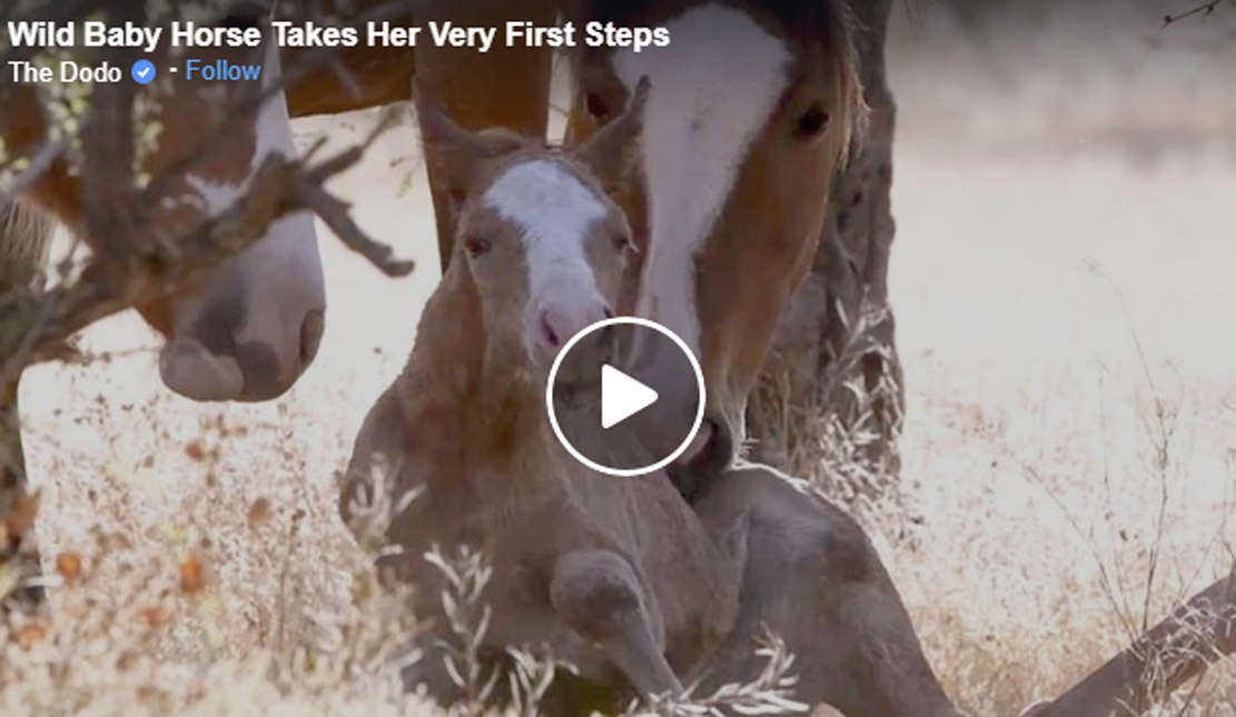 Wild Horse Family Helps Baby Take First Steps