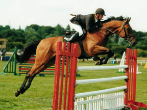 German showjumping Horses - Agretto