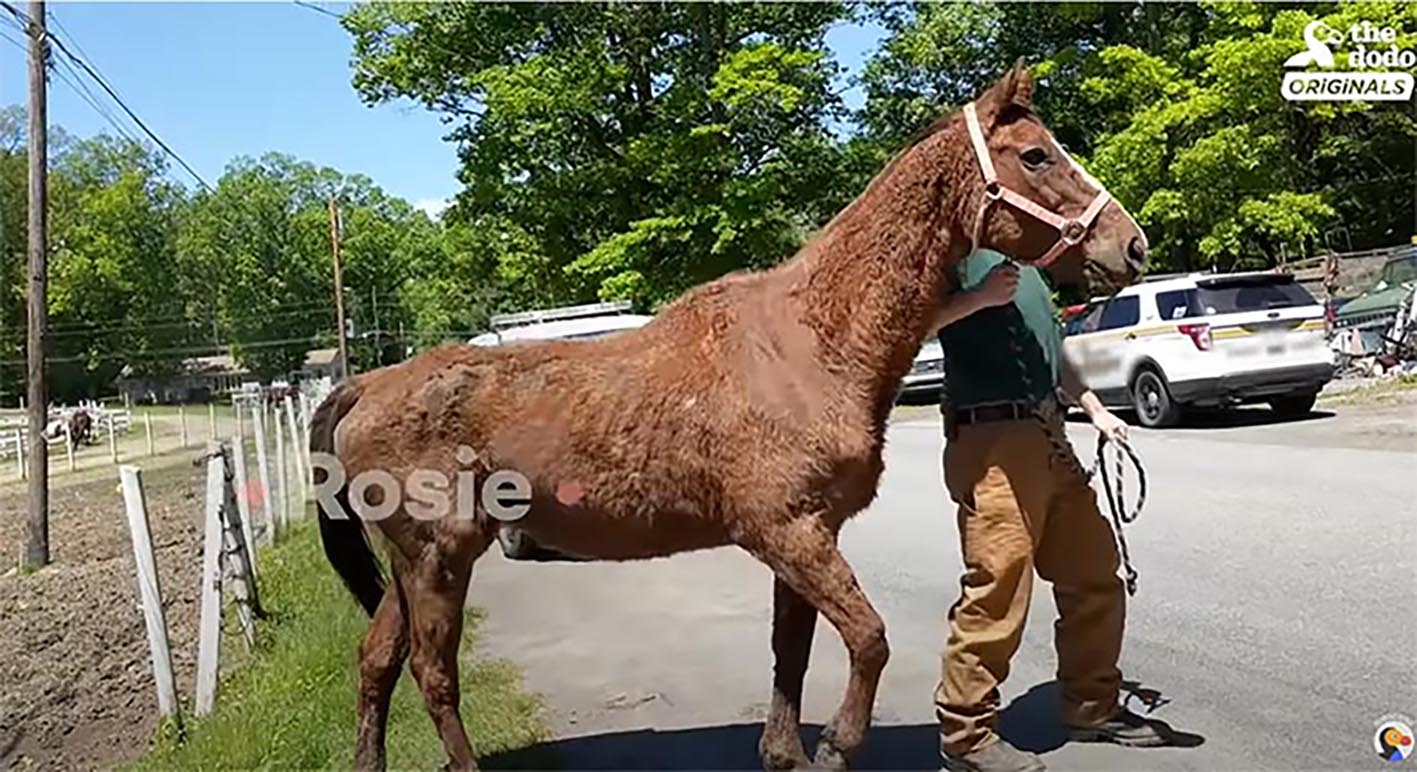 Starving Horses Rescued, Rehabilitated and Given a Beautiful New Home