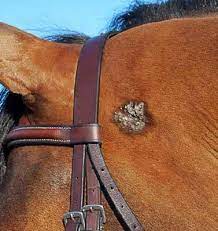 Sarcoids In Horse