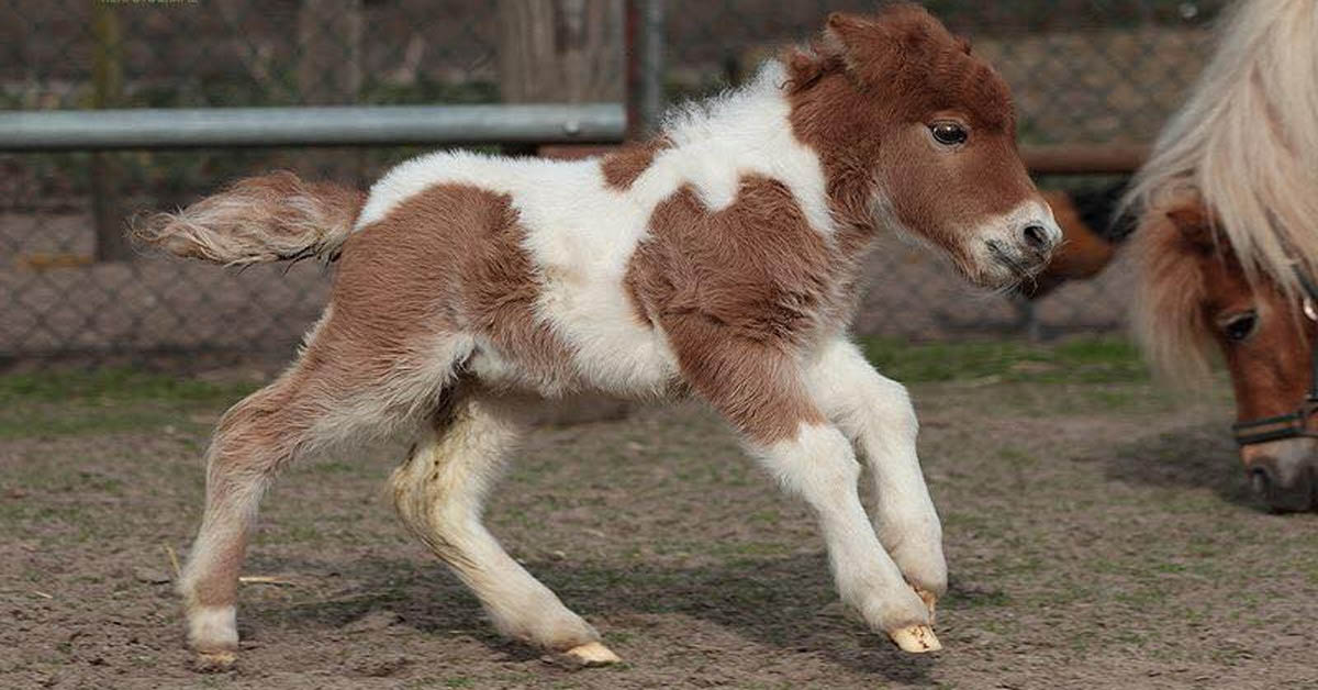 What An Absolutely Adorable Foal