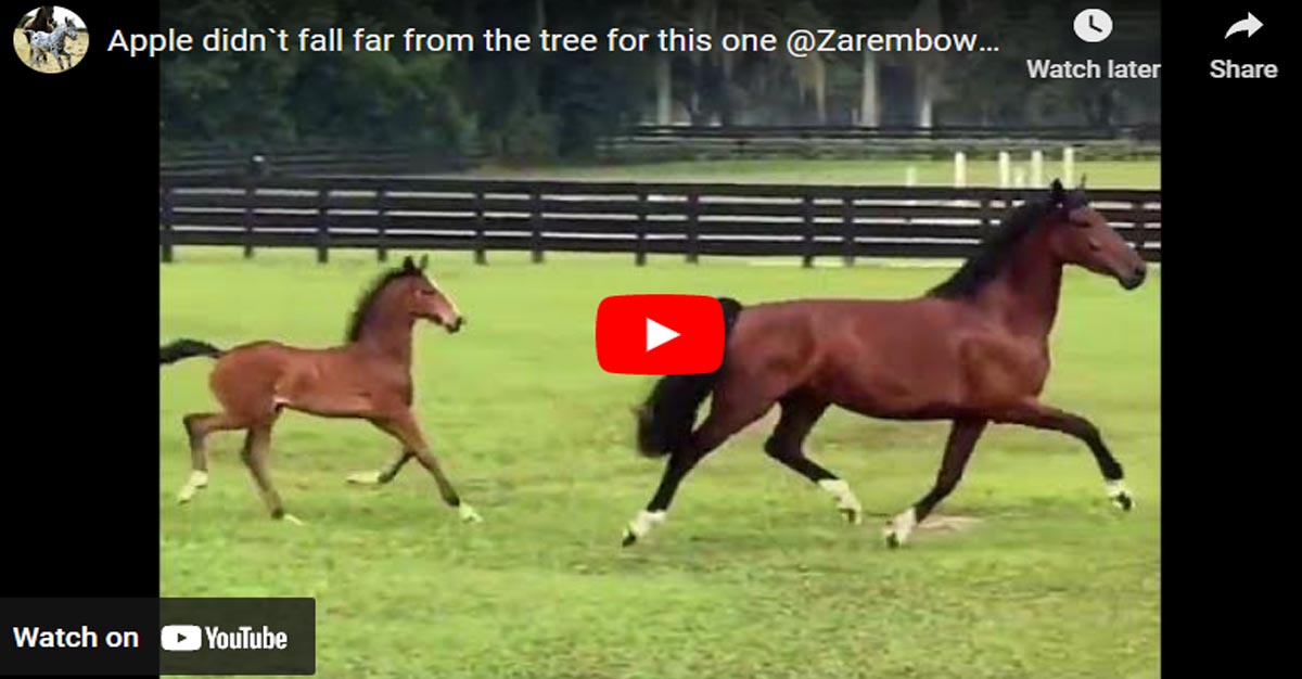Apple didn`t fall far from the tree for this one @Zarembowicz Sport Horses