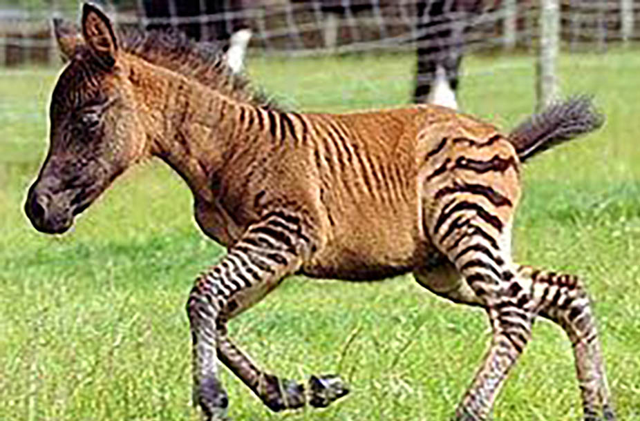 Super Cute Rare Zebra Foals