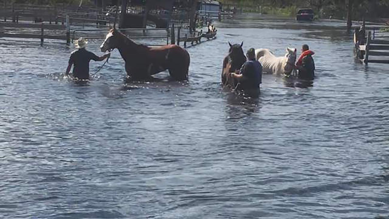 10 Horses and a Dog Rescued from Flooded Barn in Florida