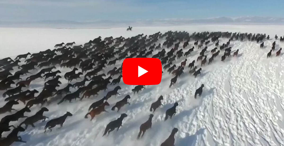 10,000 horses gallop in snow-covered winter wonderland