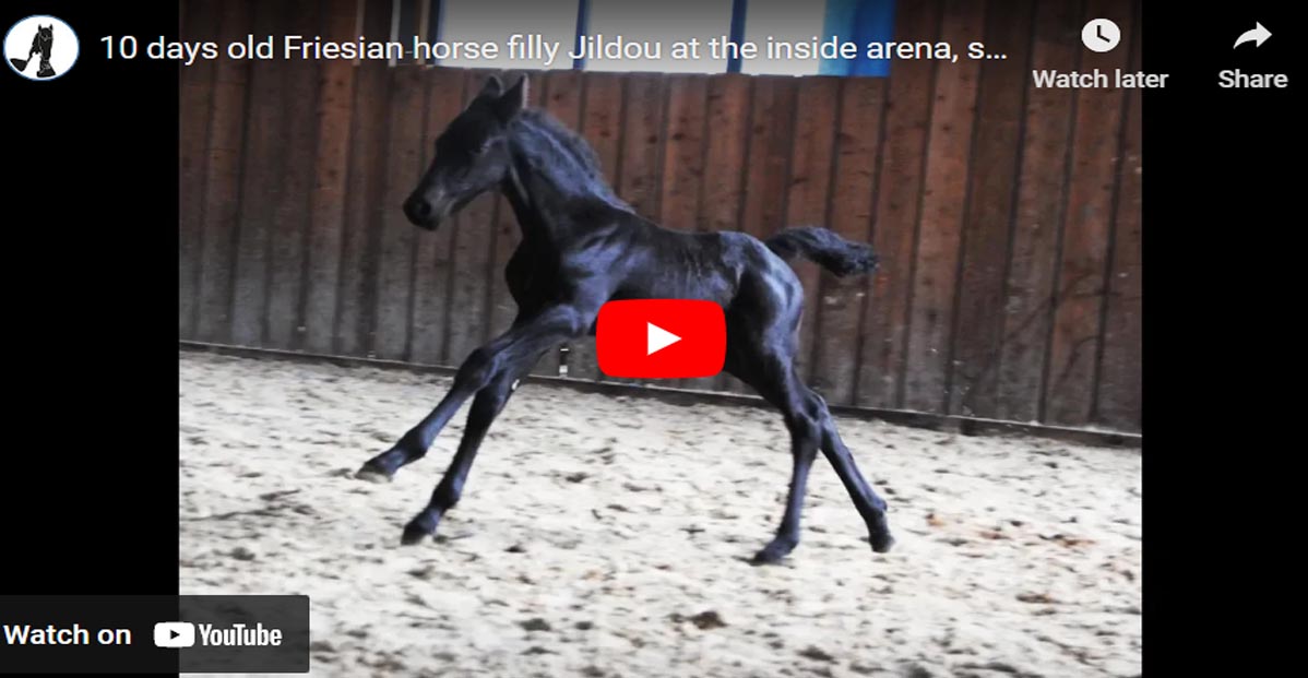Mare Shows Off With The Beauty Of Her 10 Days Old Friesian Filly