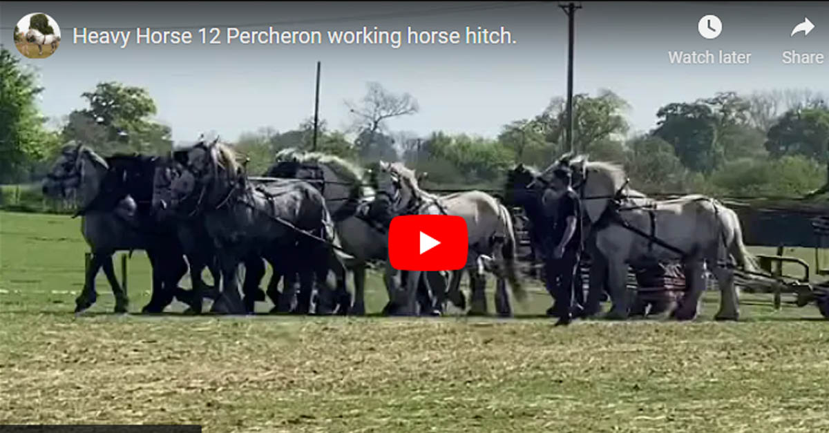 12 Percheron Working Horse Hitch