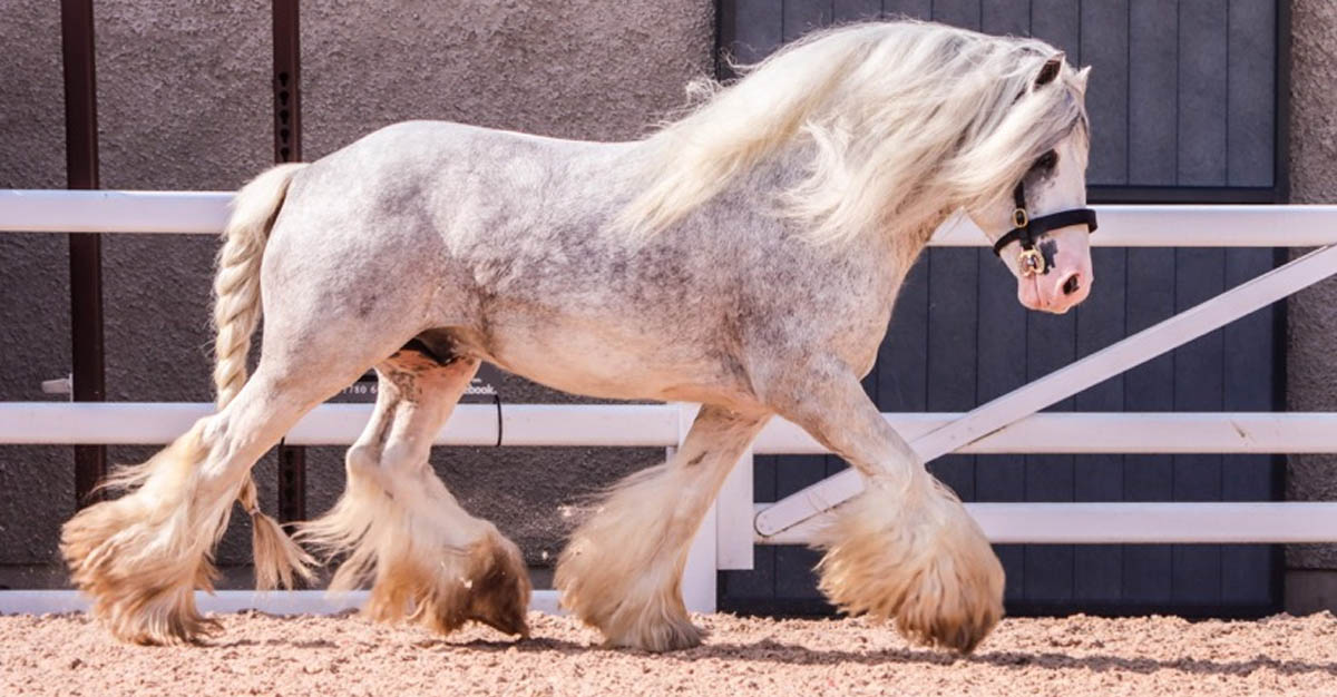 Champagne Silver - 13.2hh CHAPS Stallion