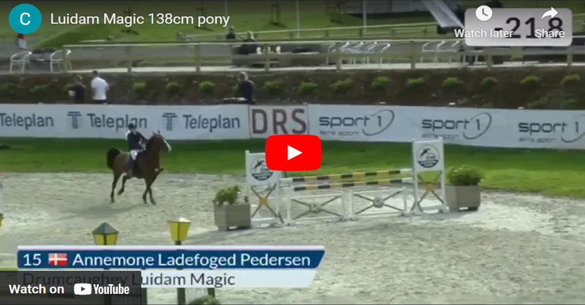 138cm Show Jumping Pony Drumcaughey Luidam Magic With Annemone Ladefoged Pedersen
