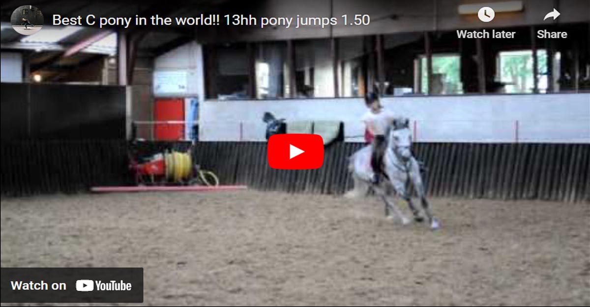 13hh Pony Jumps 1.50m