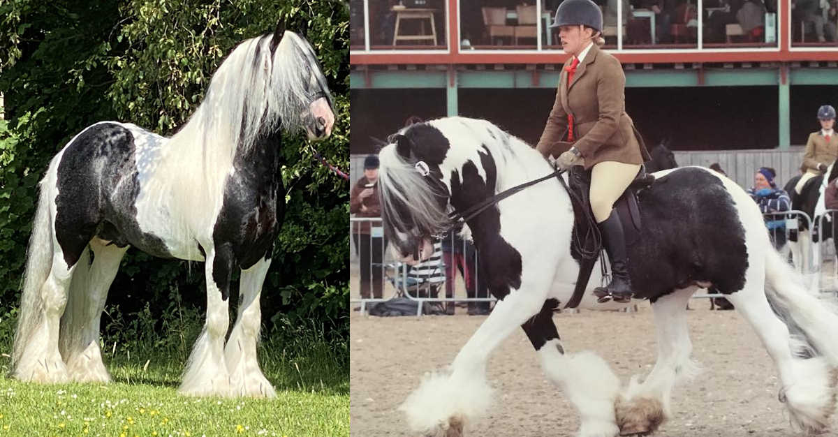 Bradleyfield Murphy`s Law - 14.2HH Homozygous Traditional Coloured Stallion