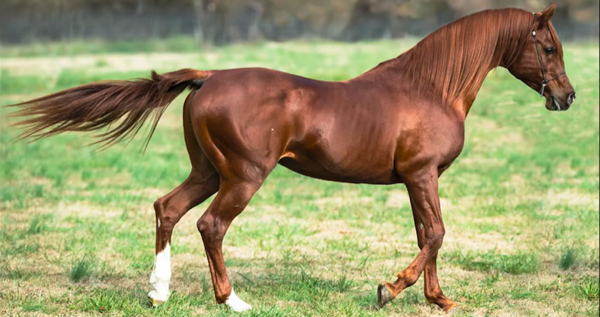 20 yr old Arabian Stallion JW (Pulse x Amada Padrona)