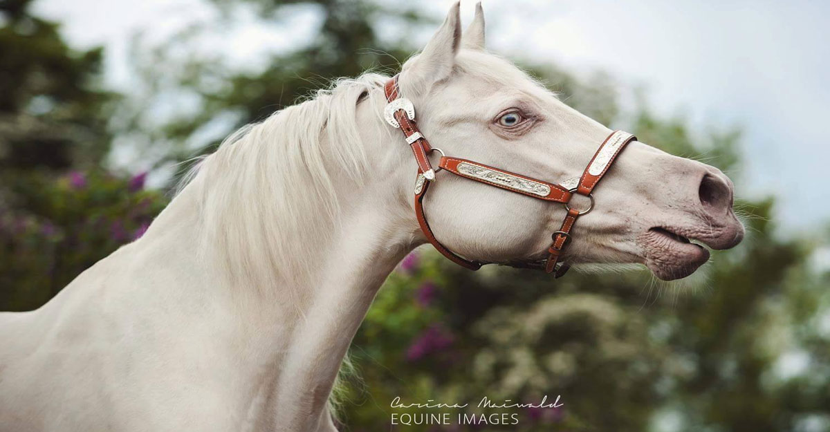 24 Year Old Quarter Horse Mare @Carina Maiwald