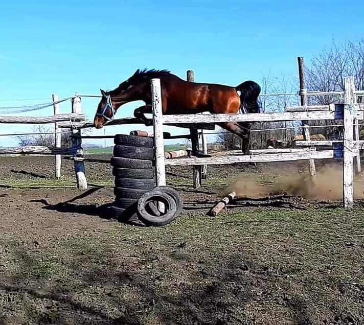3 year old horse for sale
