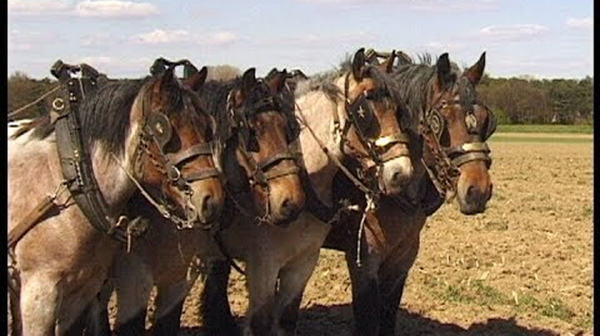 Magnificent team of 4 nearly identical Belgian draft horses with stunning bay roan coat color