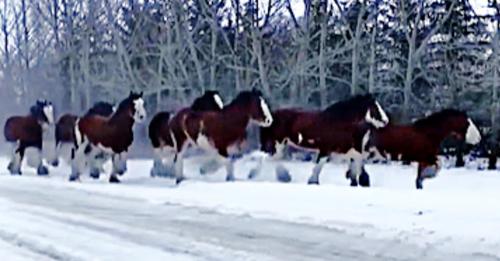 40 Clydesdale Mares Go For Morning Run In The Snow