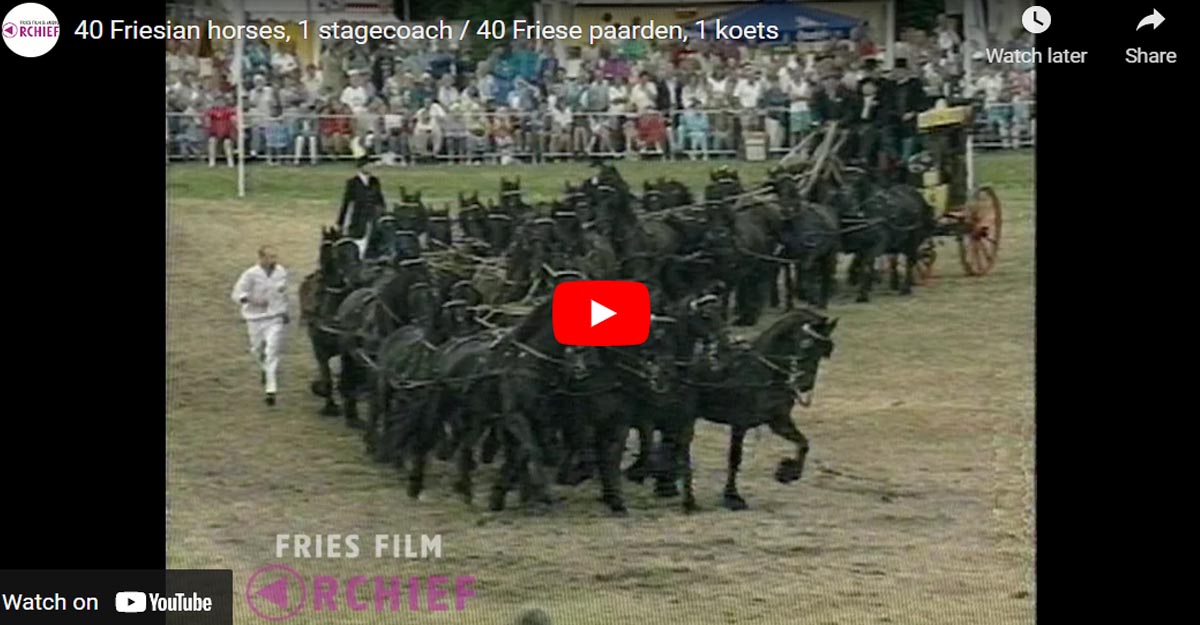 40 Friesian Horses, 1 Stage Coach