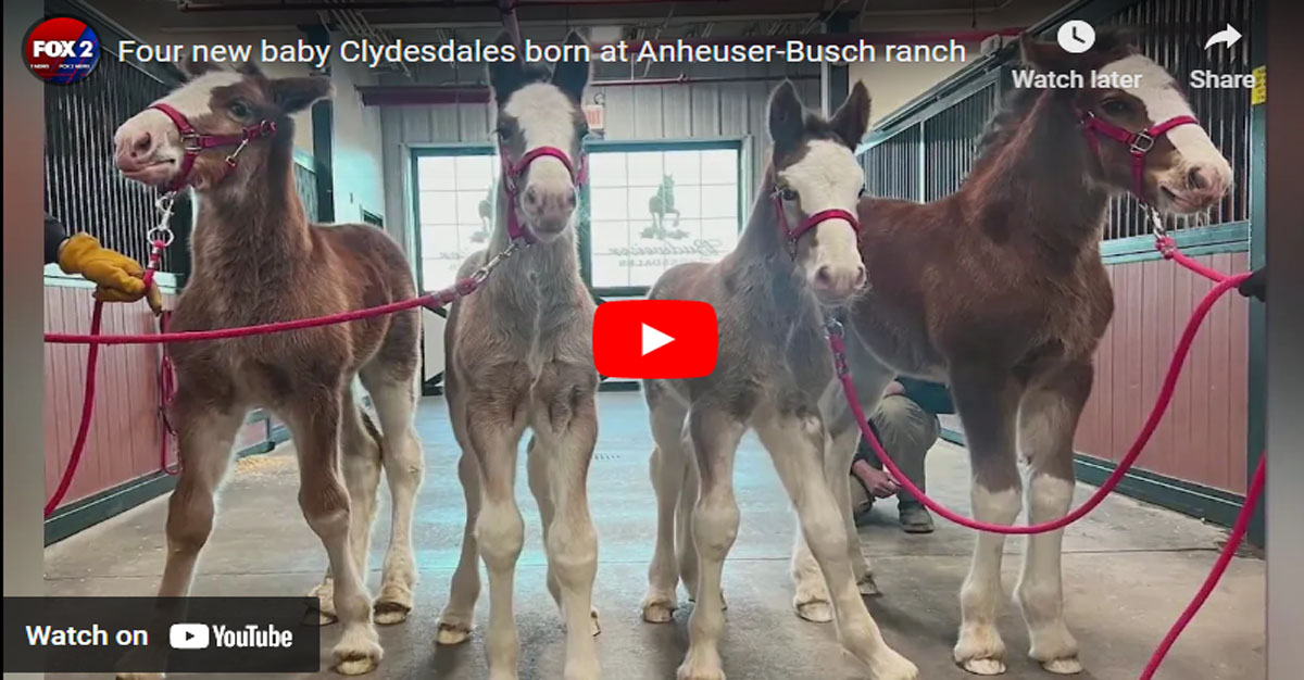 Budweiser Announces Birth of 4 New Clydesdales