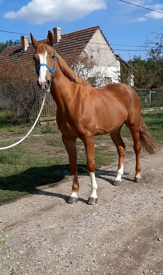 6 Year Old Mare Jumping 1.25cm