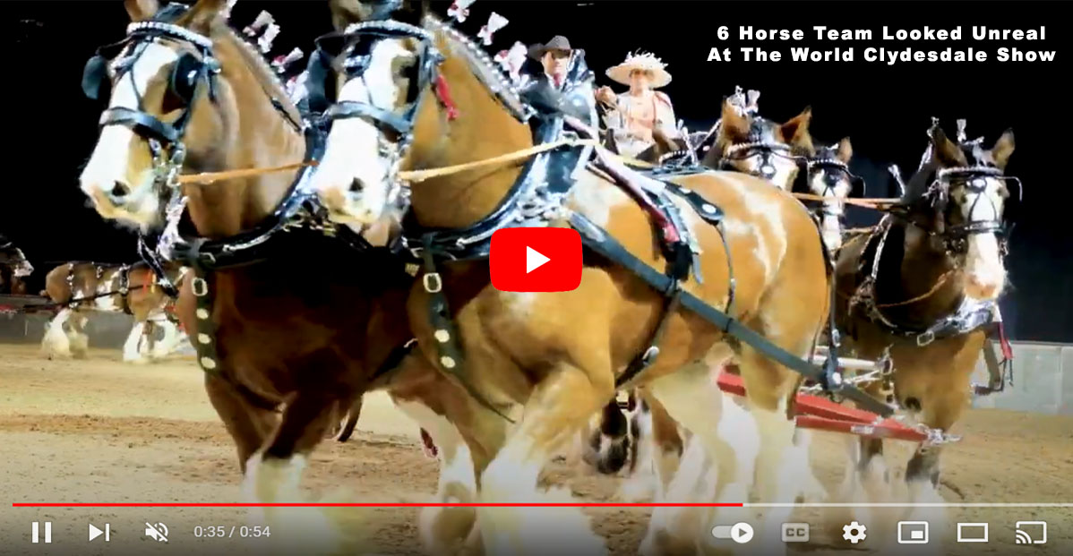 6 Horse Team Looked Unreal At The World Clydesdale Show