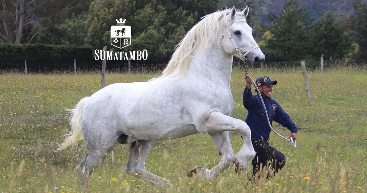 Criadero Sumatambo - Pecheron Stud Farm