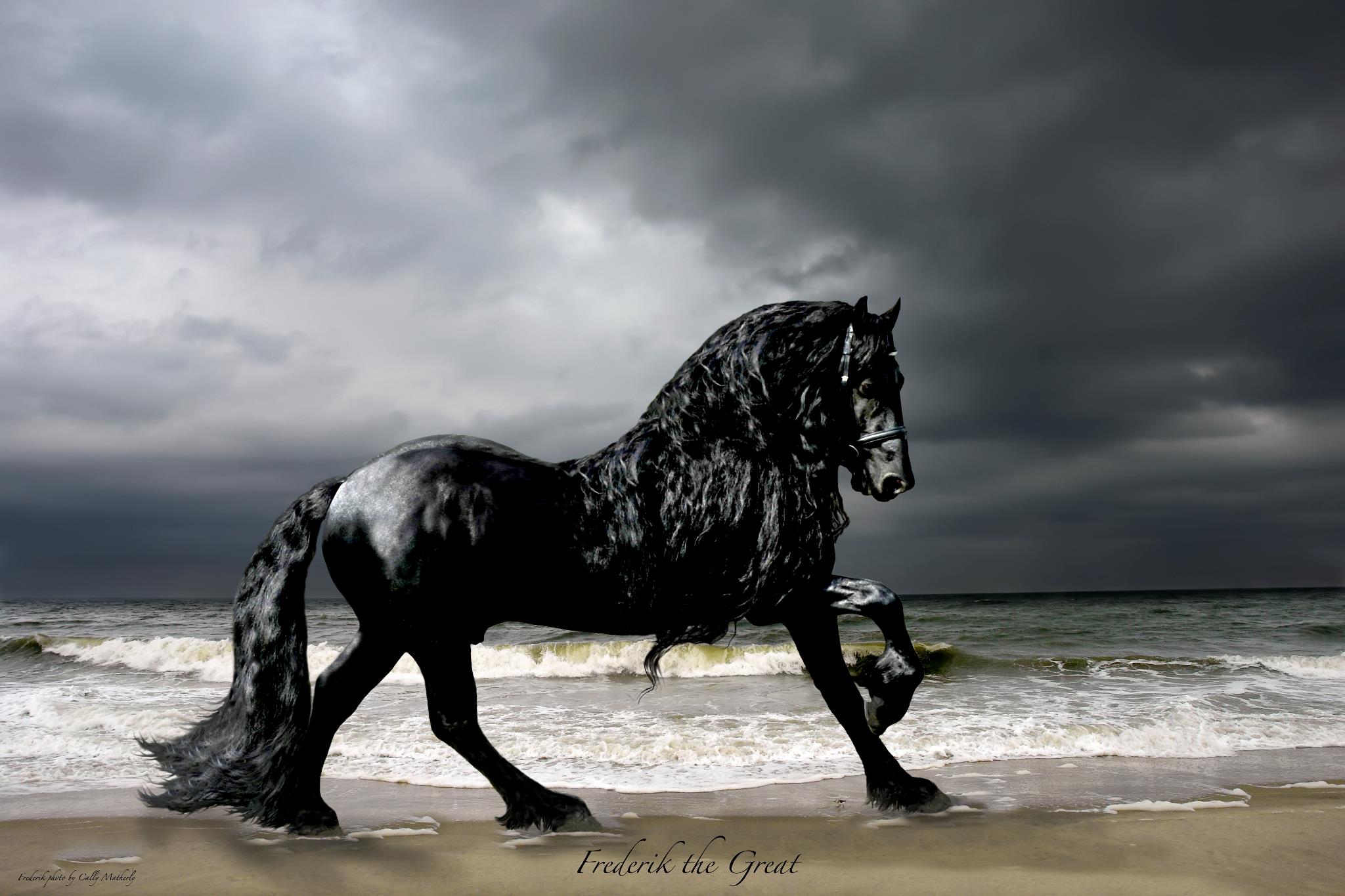 Friesian Horse - Frederik the Great