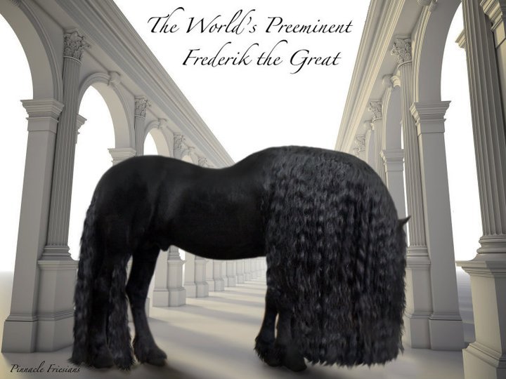 Friesian Horse - Frederik the Great