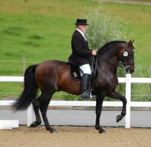 @Gazaro Stud - Comico IV - Andalusian Stallion